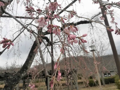 20210312sidare (2)