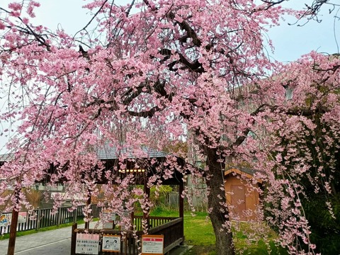 2025小寺池公園 (2)