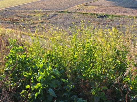 20240114セイヨウカラシナ (2)