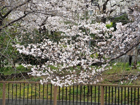 20230325筒井池公園 (29)