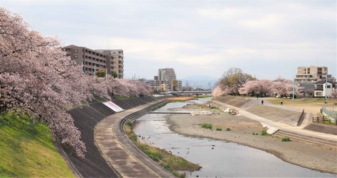 20230403桜 (2)