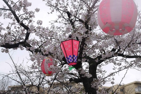 20200401sakura8