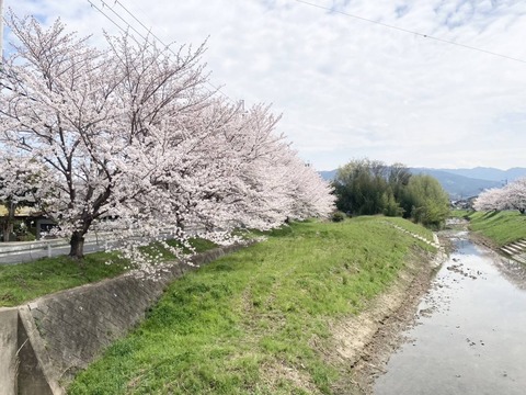 20240407桜番外 (2)