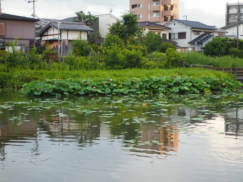 20250710小寺池 (5)