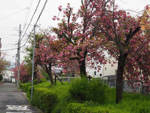 西真上 (12)