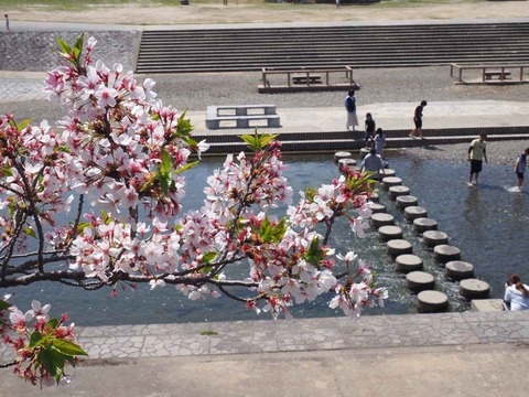 20240414桜 (12)
