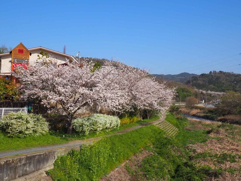 20230328芥川緑道 (2)