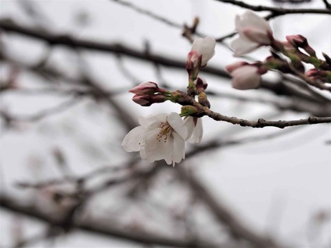 20230318高槻城公園桜 (3)