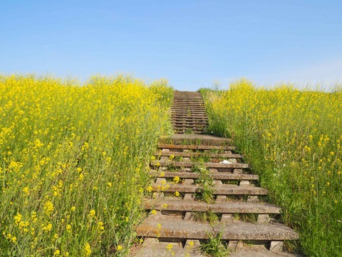 20230401島本上牧セイヨウカラシナ  (2)