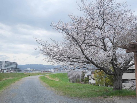 20260331桜 (195)