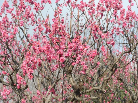 20260202万博記念公園 (62)