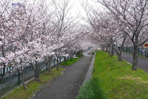 20200401sakura3