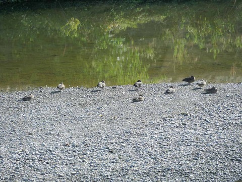 20251002コガモ (6)