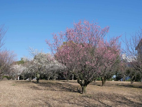 20260217茨木梅林 (50)