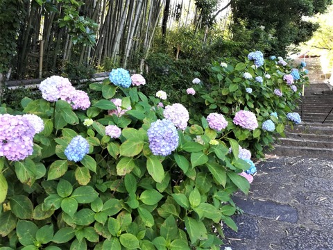 安岡寺あじさい (4)