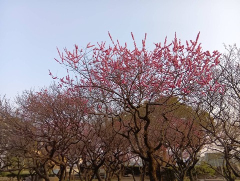 20250325高槻城公園梅 (1)