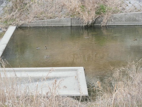 20260318塚脇橋 (47)