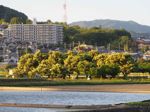 20220531栗 (3)
