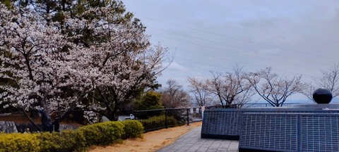 20250402桜 (4)