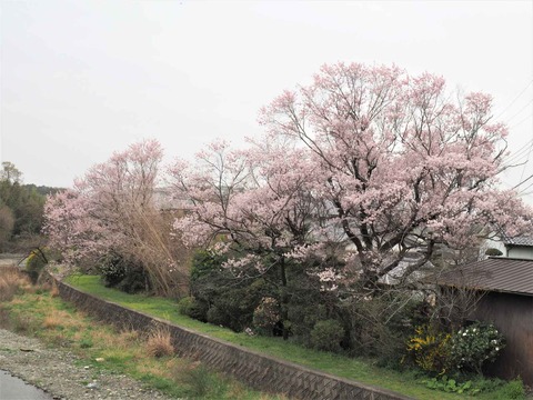 20230325原の桜 (1)