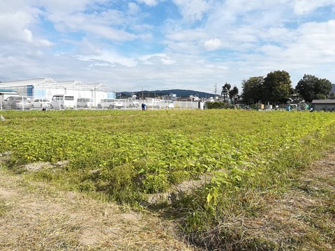 20221030コスモス (4)