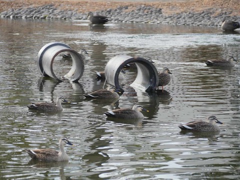 20260128番田カモ (3)