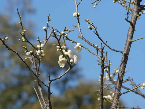 20260204上宮天満宮 (16)