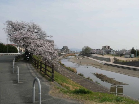 20260330芥川桜堤 (1)