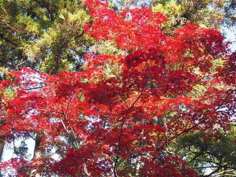 20211123長岡天神 (10)