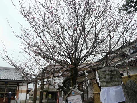 20250301阿久刀神社梅 (2)