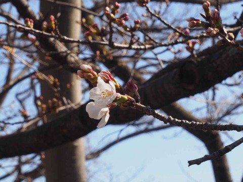 20230319大阪城公園 (47)