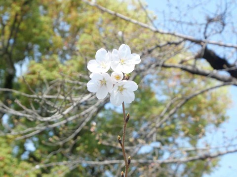 20250327桜 (9)