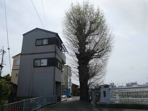 20260406大イチョウ (1)