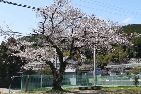 20200329sakura5