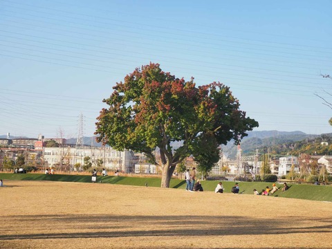20221112安満遺跡公園紅葉