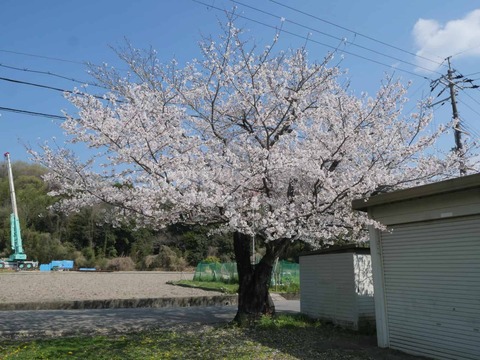 20260403桜 (15)