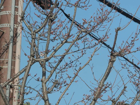 20260317商工会議所前 (4)