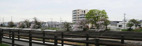20260413桜 (33)