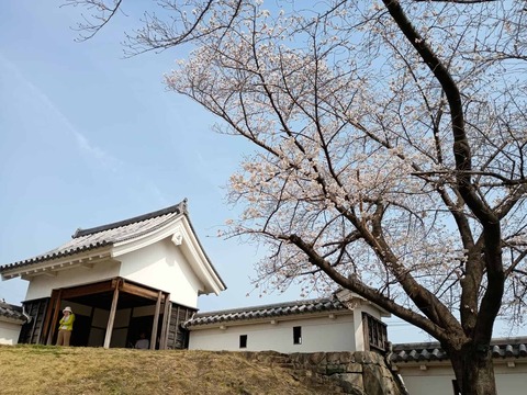 20260328長岡京 (2)