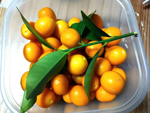 20250411キンカン (1)