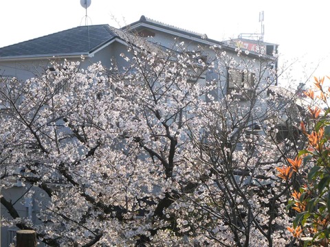 20260403桜 (51)