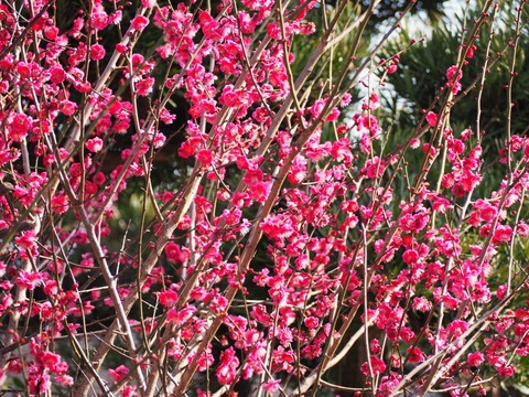 20220310阿久刀神社夫婦梅 (7)