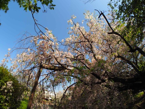 20240414桜 (26)