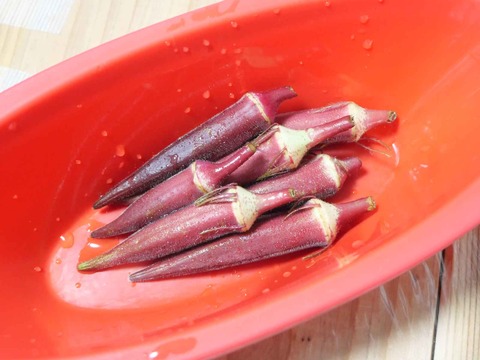 20240923赤オクラ (3)