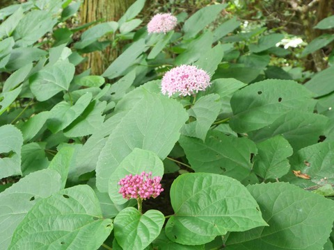 20240727ボタンクサギ (6)