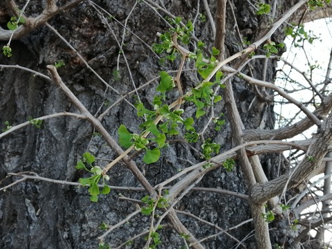 IMG_20240410_080929