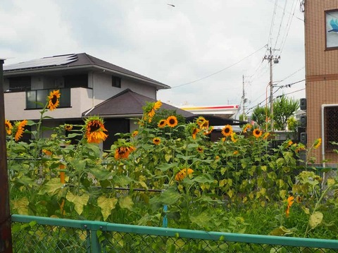 20250824ひまわり (7)