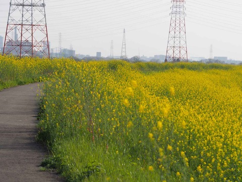 20230401島本上牧セイヨウカラシナ  (16)