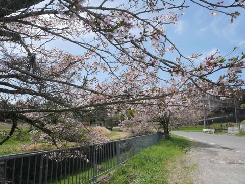 20260412府道号桜新緑 (17)