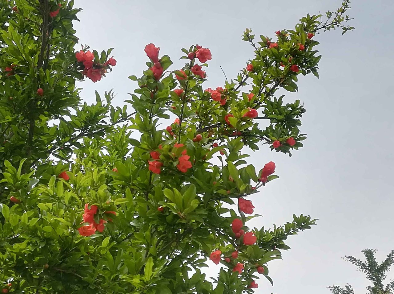 街かどに咲くこの花は何 赤い花と実が特徴 食べたことあります 19年 高槻network新聞